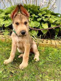 I Ve Pet That Dog Ar Twitter I Pet Millie She Is An 11 Week Old Berger Picard There Are Under 1000 Berger Picards In The Us This Breed Was Used In Because