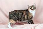 Manx Cats | Manx Cat Breed Info & Pictures | PetMD