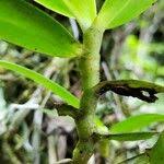 Image result for Rhipidoglossum densiflorum