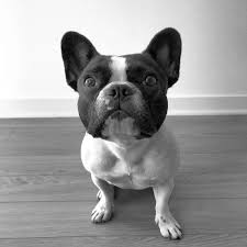 Black And White Frenchie Dog Https Www Flickr Com Photos Stellathefrenchie Shares 8gjg59 Stella The Frenchie S Photos Cute French Bulldog English Bulldog Puppies Black And White Dog