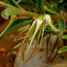 Image result for Brachystelma