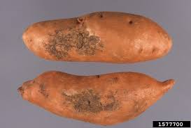 Create a sweet potato mash recipe with only a few ingredients that's always not only do sweet potatoes have a rich flavor, but their luscious texture is irresistible. Slime Mold On Sweetpotato Ipomoea Batatas 1577700