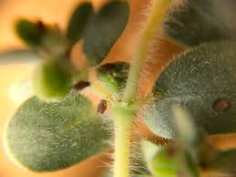 Image result for Euphorbia granulata