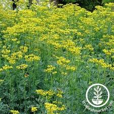 Image result for Rutaceae