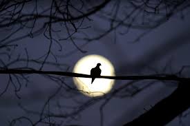 A water sign moon with many moods this is a sensitive water sign moon with many moods. How To See Tonight S Cold Moon The Last Full Moon Of 2020