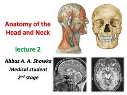 2021msc head and neck anatomy. Head And Neck Anatomy 2
