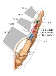 Tendons are fibrous cords, similar to a rope, and are made of collagen. Pdf Flexor Tendon Pulleys Thumb Anatomy Zones Langer 2002