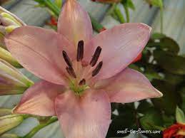 Add to list + add to list + my b&n library; Lily Flowers Smell The Flowers Blog