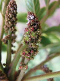 Image result for Brucea antidysenterica