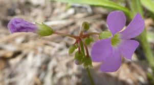 Image result for Orthochilus subulatus