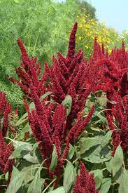Image result for Amaranthus thunbergii
