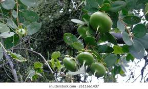 Image result for Sonneratiaceae