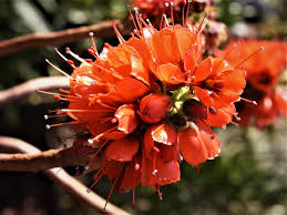 Image result for Greyia