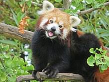 This name generator focuses mostly on the more common styles of names used within the fire nation, but less common styles are featured as well. Red Panda Wikipedia