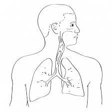 Howstuffworks.com contributors the respiratory system is the gr. Respiratory System Coloring Page Coloring Home
