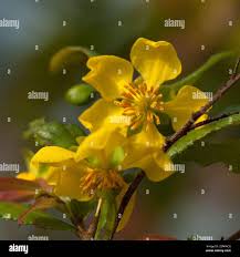 Image result for Ochna confusa