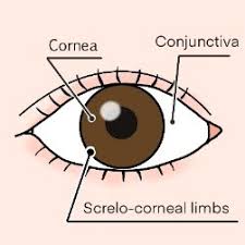 Image result for Cornea