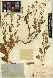 Image result for Senecio sp.no.1