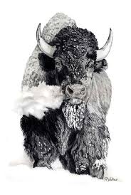 8 Marvelous Learning Pencil Drawing Ideas Bison Art Buffalo Art Bison Tattoo