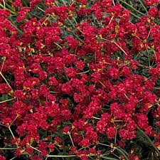 Image result for Eriospermum roseum