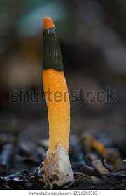 Image result for Mutinus elegans