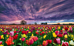 Choose from hundreds of free flower wallpapers. Field Of Flowers Wallpapers Pixelstalk Net