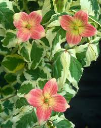 Buy cherokee brave dogwood tree online. Great Little Trees For Special Places The Impatient Gardener