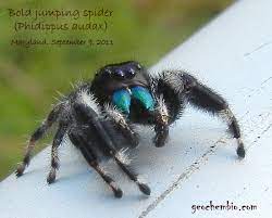 Bold Jumping Spider Phidippus Audax Brief Facts Taxonomy Images And Video At Geochembio