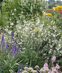 Anthericum Ramosum Astige Graslilie Gartenpflanzen Daepp Pflanzen Gartenpflanzen Garten