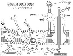 To view these resources with no ads, please login or subscribe (and help support our site). Photosynthesis Coloring Chemiosmosis Key By Biologycorner Tpt