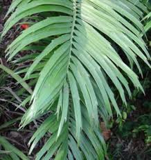 Image result for Encephalartos villosus