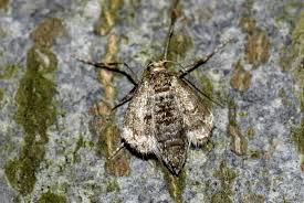 Image result for Operophtera fagata