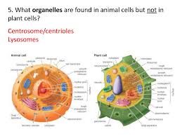 Chloroplasts, cell wall, cell membrane, cytoplasm Worksheet Cell Test Review Ppt Download
