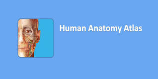 Highly detailed 3d models, with textures up to 4k resolution, enable to examine the shape of each structure of the human body with great depth. Descargar Human Anatomy Atlas 2021 Apk 2021