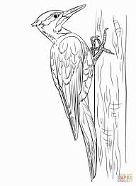 Woodpecker Coloring Page Puppy Coloring Pages Zoo Coloring Pages Owl Coloring Pages
