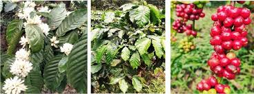 Image result for Coffea salvatrix
