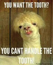 You Can T Handle The Tooth Funny Animal Pictures Funny Animal Memes Funny Animals