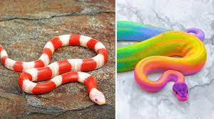 10 Terrifyingly Beautiful Snakes In The World Youtube Beautiful Snakes Snake Animal Gifs
