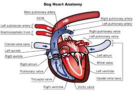Blood tests and a complete physical examination at least once a year are highly. Heart Murmurs In Dogs And Cats Veterinary Partner Vin