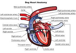 It can be easier to hear heart murmurs in kids because they have less fat, muscle, and bone between. Heart Murmurs In Dogs And Cats Veterinary Partner Vin