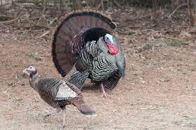 Form for entry to turkey. Vermont Wildlife Officials Want Wild Turkey Observations How To Report