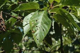 But, fungicides will not work if the leaf spot is caused by the bacterium, xanthomonas pruni. Cherry Flowering Prunus Spp Shothole Coryneum Blight Pacific Northwest Pest Management Handbooks