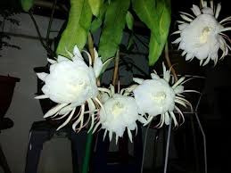 Bunga Bakawali Hanya Berkembang Di Waktu Malam Night Blooming Cereus Night Blooming Flowers Rare Flowers Blooming Flowers