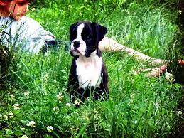 Boxer puppies for sale in manhattan. Rumors Of Luv Boxers