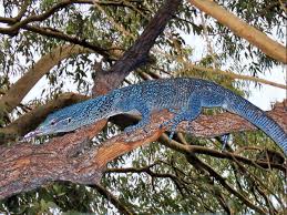 Check spelling or type a new query. Varanus Macraei Wikipedia