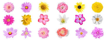Flower Stock Photos Royalty Free Images Vectors Video In 2020 Colorful Flowers Flowers White Background