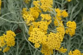 A Curryfu Olasz Szalmagyopar Helichrysum Italicum Gondozasa Gyogynovenyek Pinterest