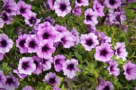 How To Cut Back My Petunias To Make Them Bloom More