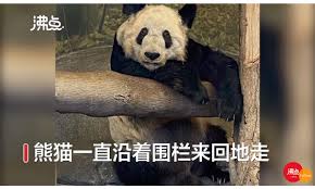 These bears are also known as giant pandas, or simply pandas. Viral Video Of Skinny Giant Panda In A Us Zoo Ignites Calls For Its Return To China Global Times