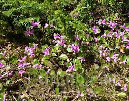 Image result for Polygala filicaulis